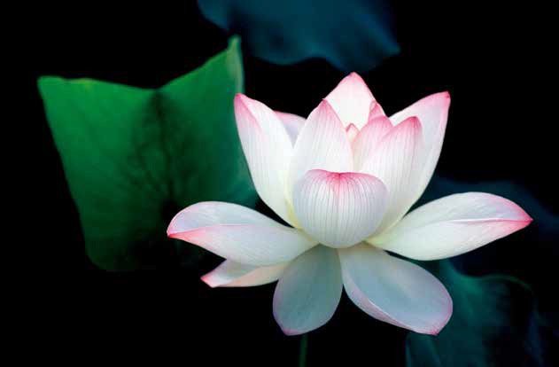 蓮花-陳政宏攝影